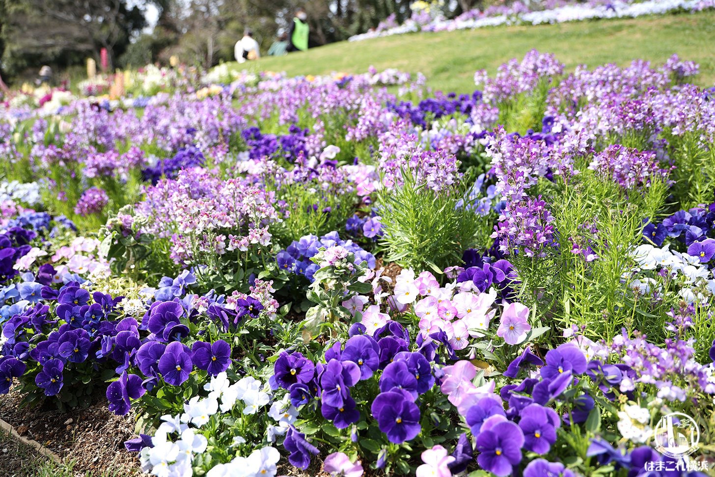 里山ガーデンフェスタ2022 大花壇の花々