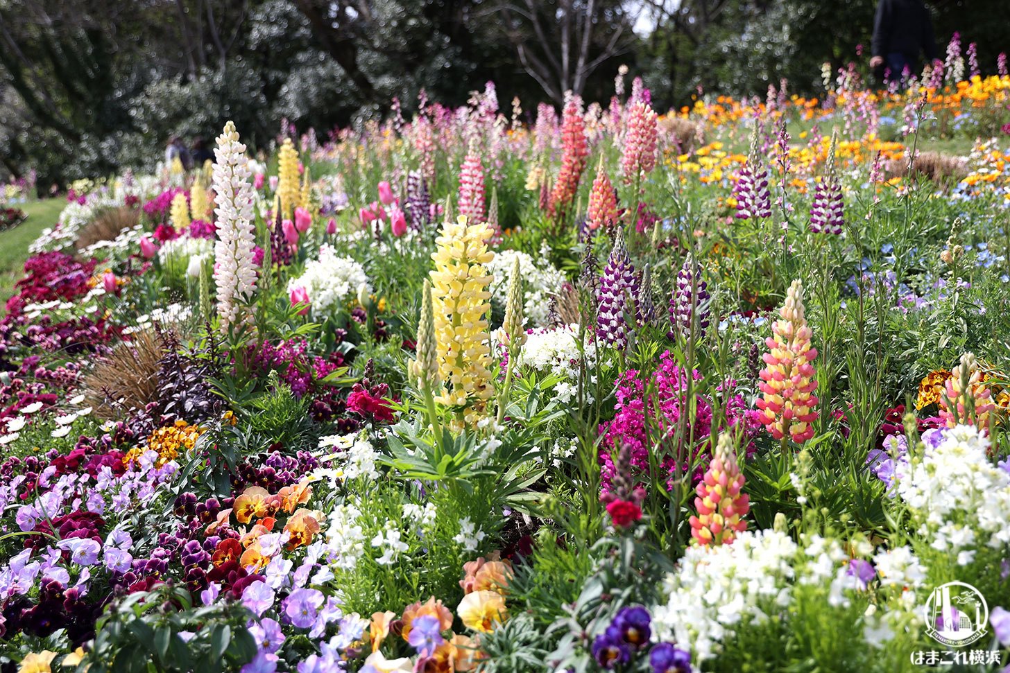里山ガーデンフェスタ2022 大花壇の花々
