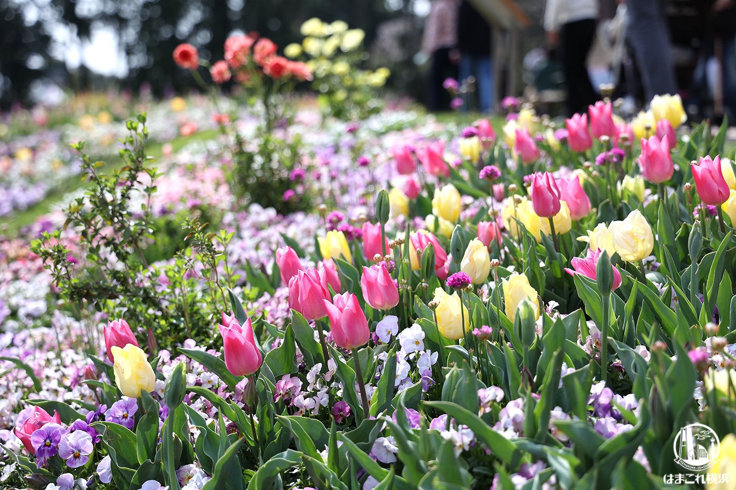 里山ガーデンフェスタ2022 大花壇の花々 チューリップ