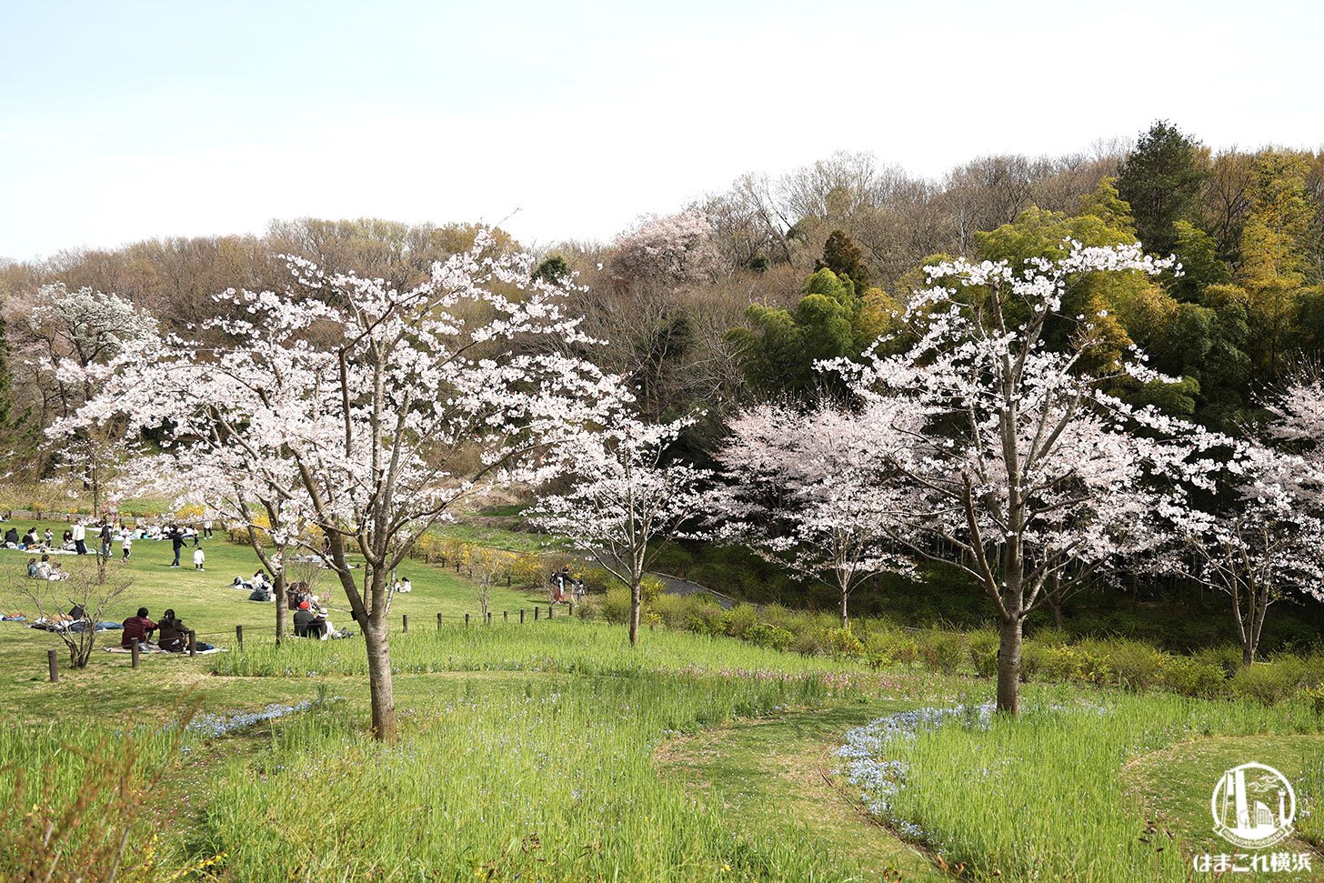 里山ガーデンフェスタ2022 桜