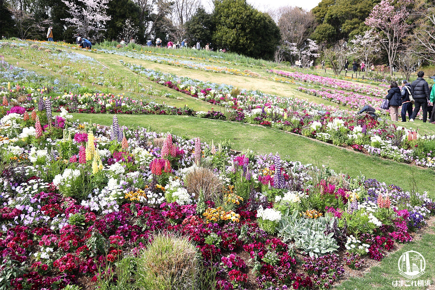 横浜・里山ガーデンフェスタの広大な花畑で彩り豊かな春散歩！ガーデンネックレス横浜