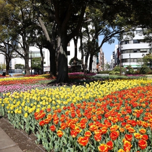 横浜公園のチューリップ圧巻で見惚れた！日本大通り〜山下公園まで花々散歩