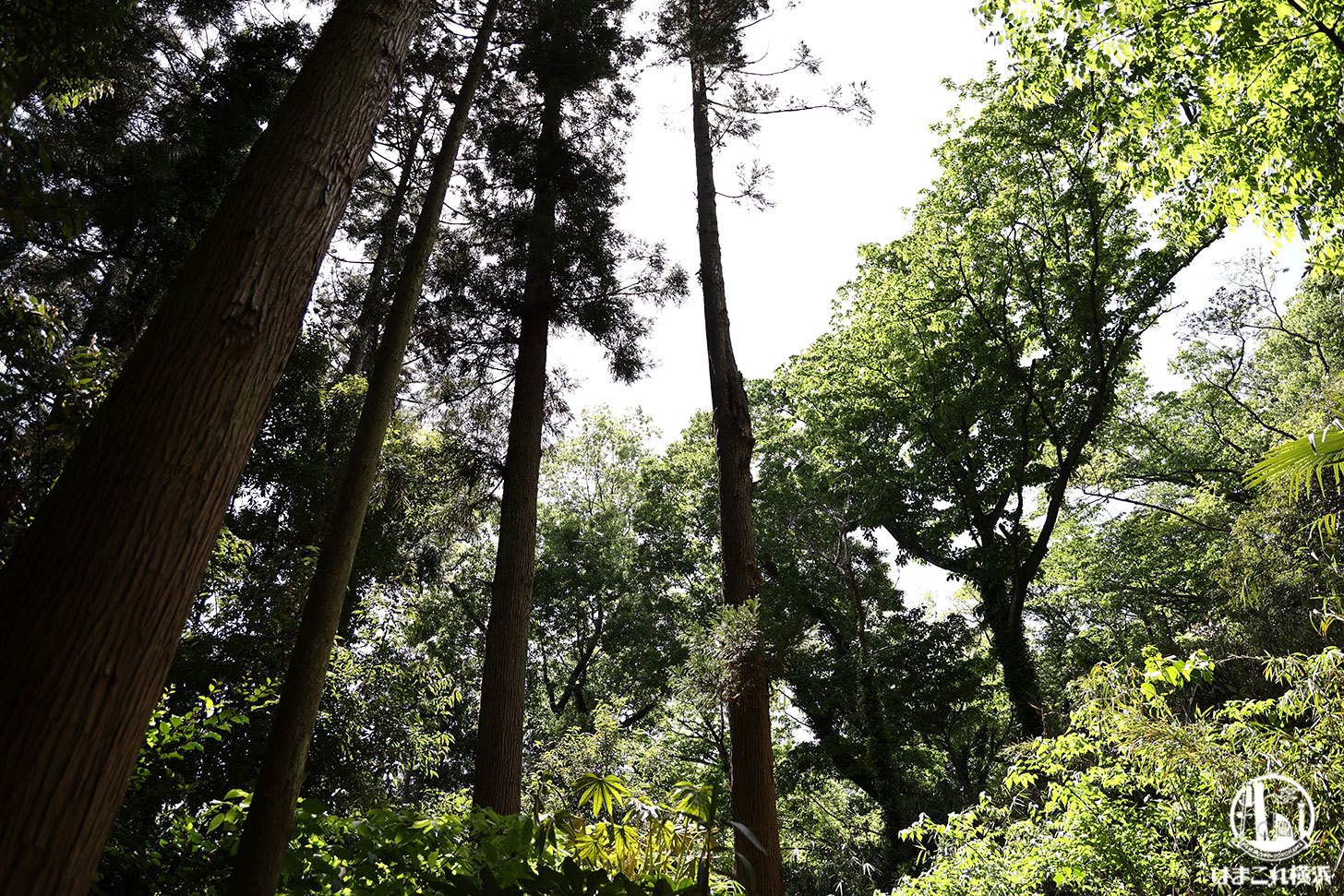 陣ケ下渓谷公園 遊歩道の途中で見た大きな木々