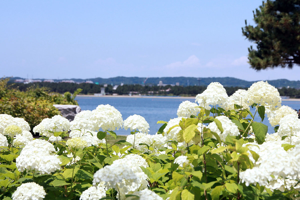 横浜・八景島シーパラダイス“あじさい祭”開催！県内最大級2万株のあじさい咲き誇る