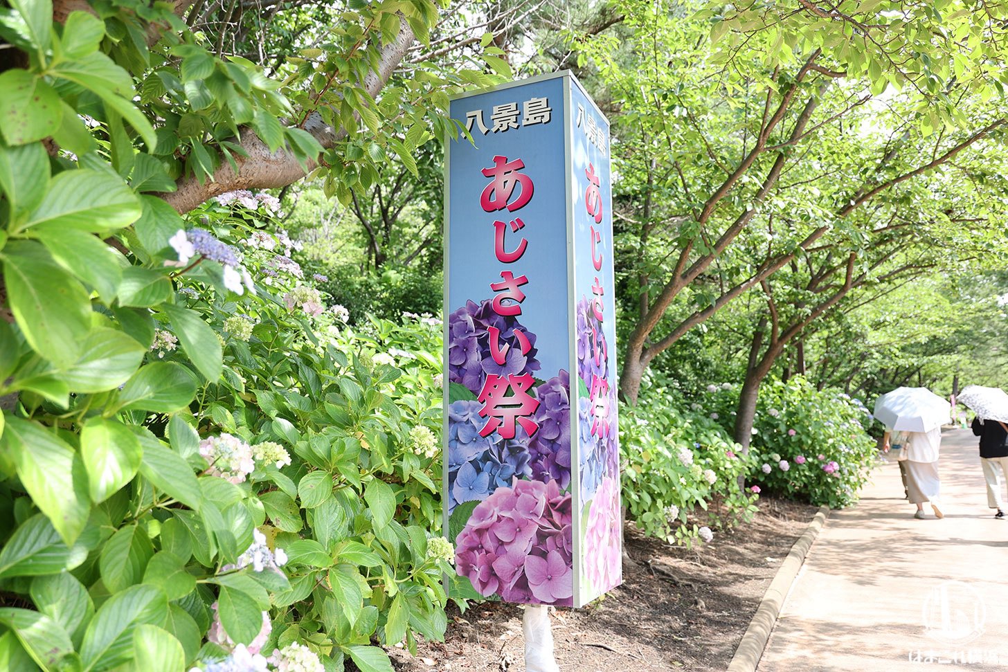 横浜・八景島シーパラダイス「あじさい祭」