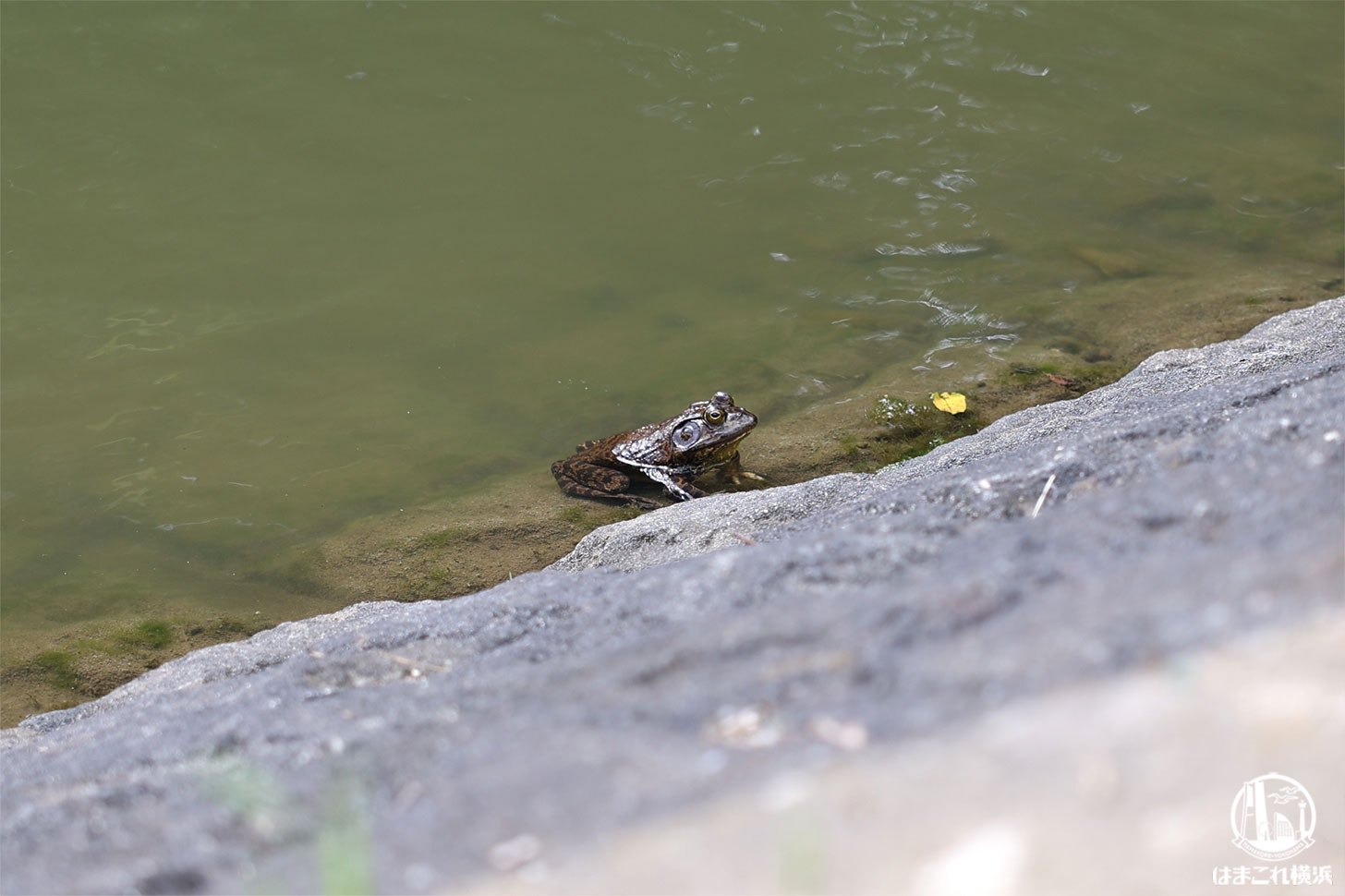 熊野池で見たカエル