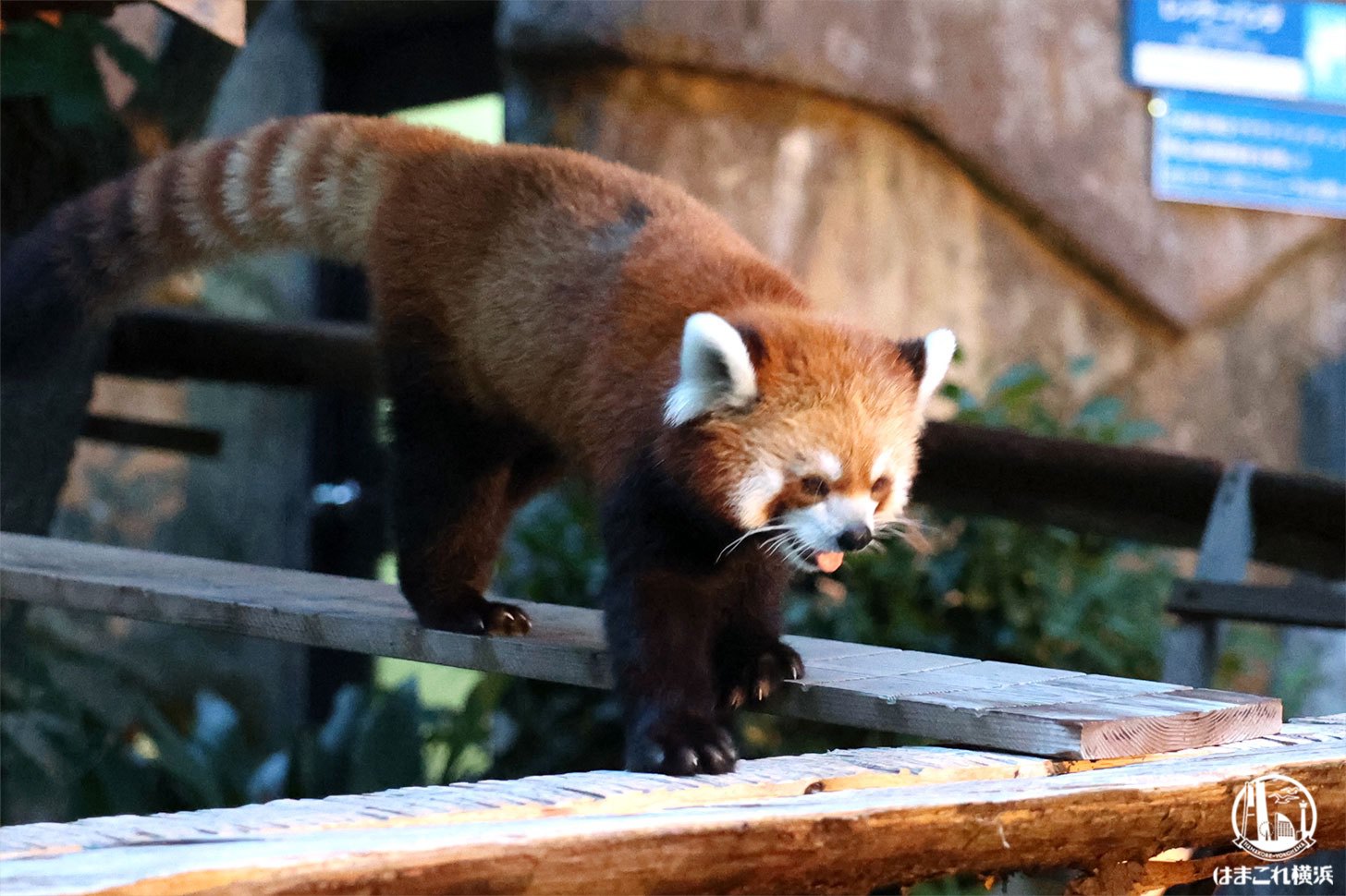 森の中の動物園 茶臼山動物園「オランウータンの森」 新居へお引越！ | 川中島