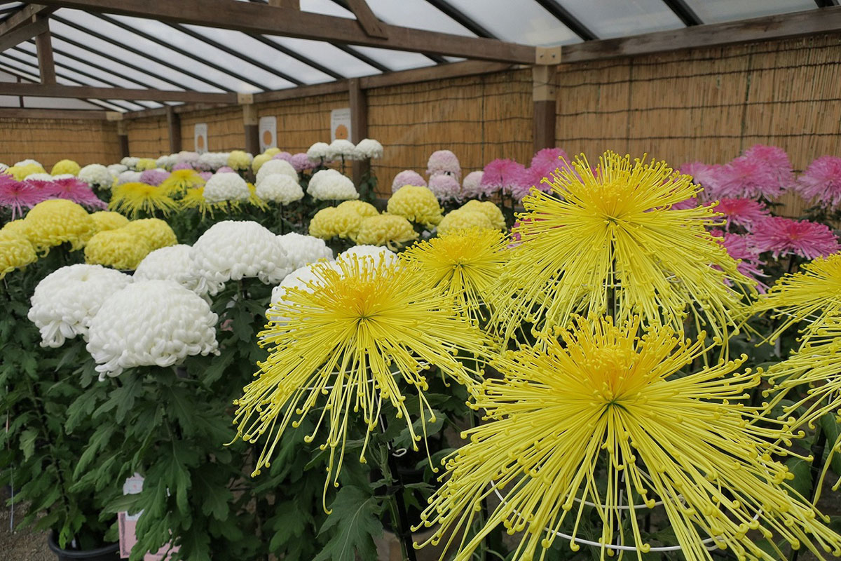 横浜・三溪園「菊花展」開催！約500点の菊花や菊のフラワーアレンジメント