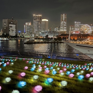 横浜港大さん橋で2022年イルミネーション開催！光のローズガーデン表現