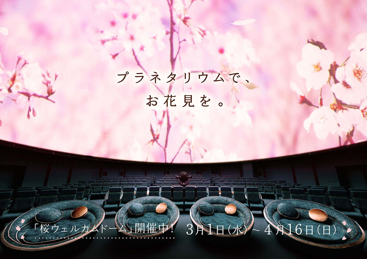 プラネタリウムでお花見気分「桜ウェルカムドーム」プラネタリアYOKOHAMAで！