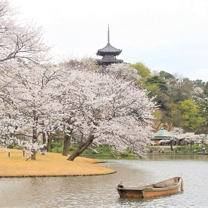 横浜・三渓園「桜めぐり」昼も夜も桜のお花見！週末はジャズライブやワークショップも開催
