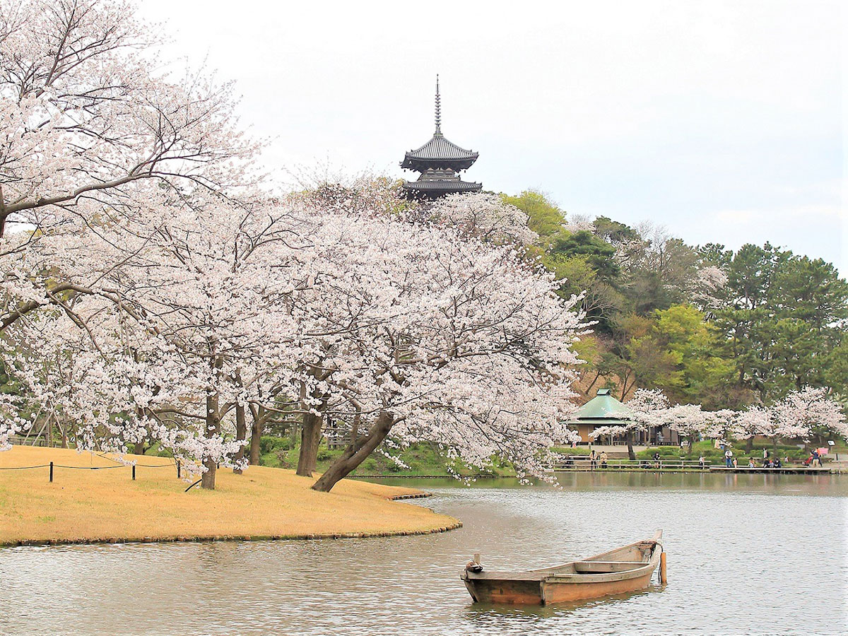 横浜・三渓園「桜めぐり」昼も夜も桜のお花見！週末はジャズライブやワークショップも