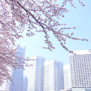 横浜ベイホテル東急にお花見ステイ「さくら日和」バルコニー付き客室で“桜”を満喫！