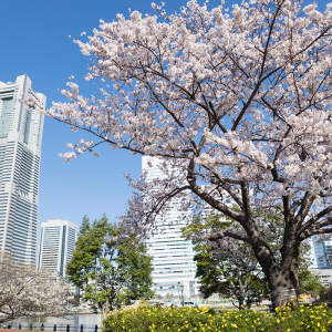 ガーデンネックレス横浜2023年も開催！桜・チューリップ・バラの花リレーやAR巨大ガーデンベア