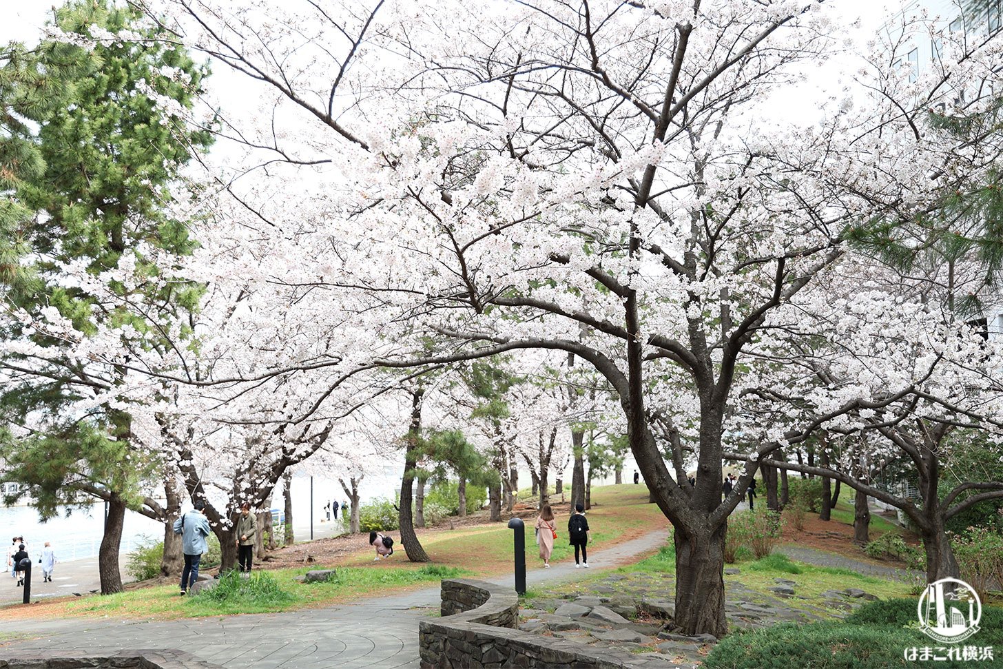 カップヌードルミュージアムパーク（新港パーク）の桜