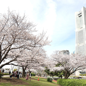 横浜・汽車道の桜は最高に良き！みなとみらいとの“桜景色”に満たされた