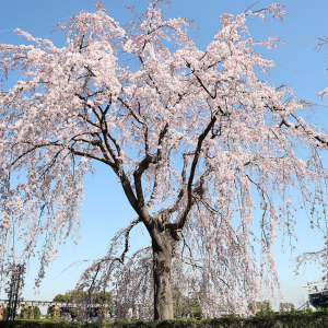 山下公園のしだれ桜に心トキメク！降り注ぐ雄大な桜景色を存分に堪能してきた