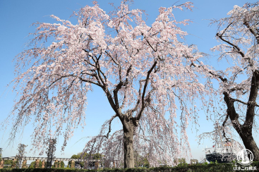 山下公園のしだれ桜に心トキメク！降り注ぐ雄大な桜景色に癒された