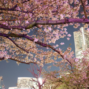 横浜みなとみらいの夜桜スポット初散策！桜と夜景の幻想的コラボに見惚れた