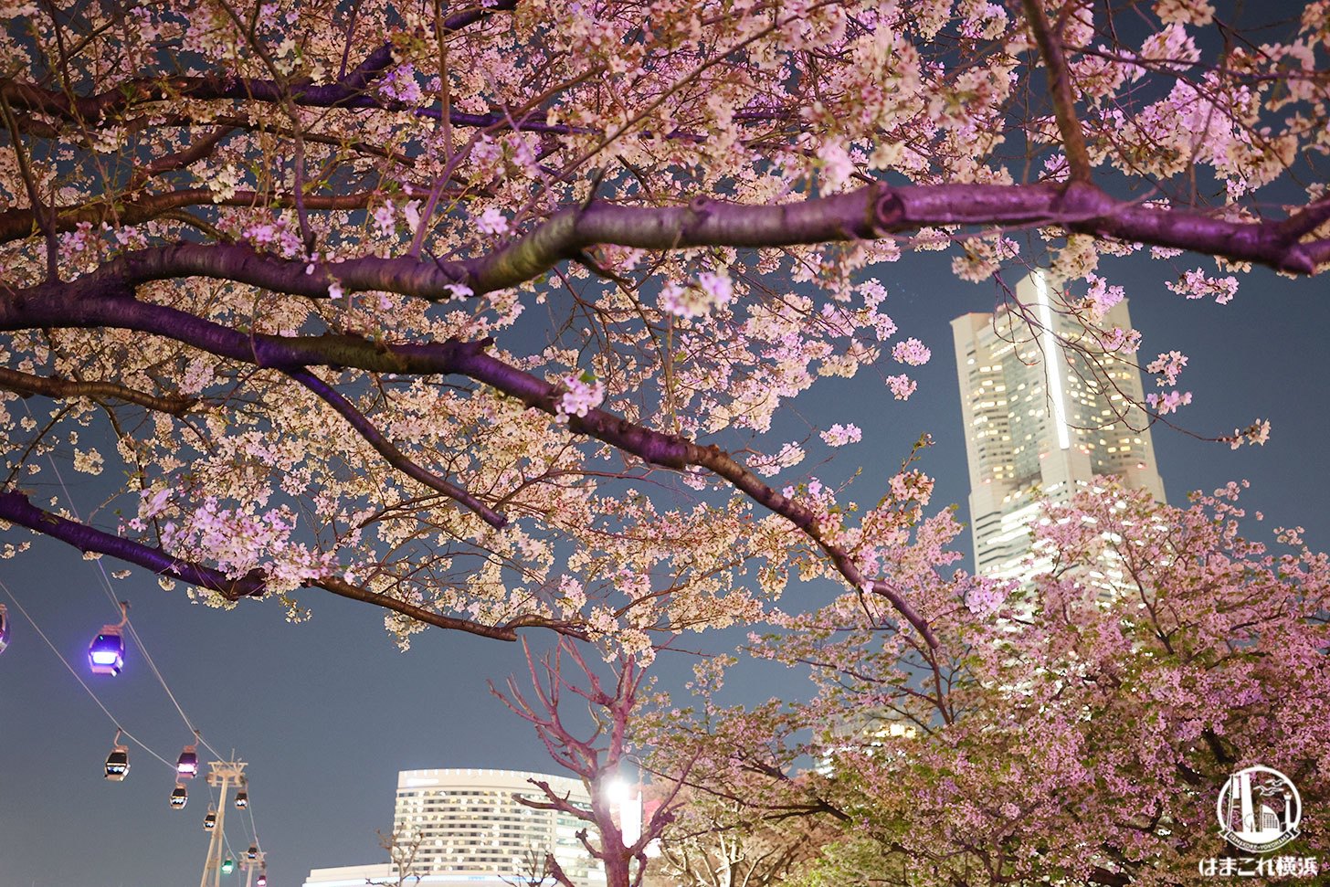 横浜みなとみらいの夜桜スポット初散策！夜景と桜の幻想的コラボに見惚れた