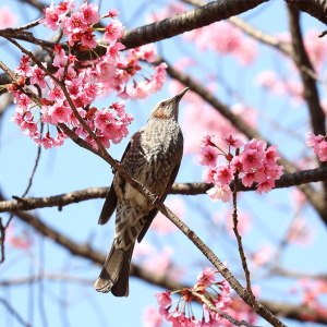 横浜公園の横浜緋桜（ヨコハマヒザクラ）咲き誇る景色に心華やぐ！春の陽気に誘われて一足先に