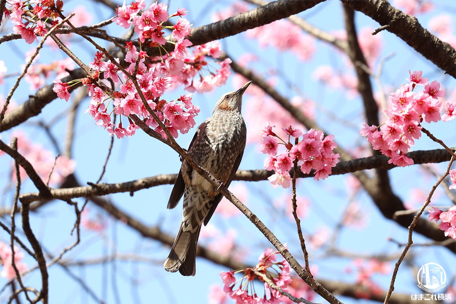 横浜公園で横浜緋桜（ヨコハマヒザクラ）花の姿に心華やぐ！春の陽気に誘われて一足先に