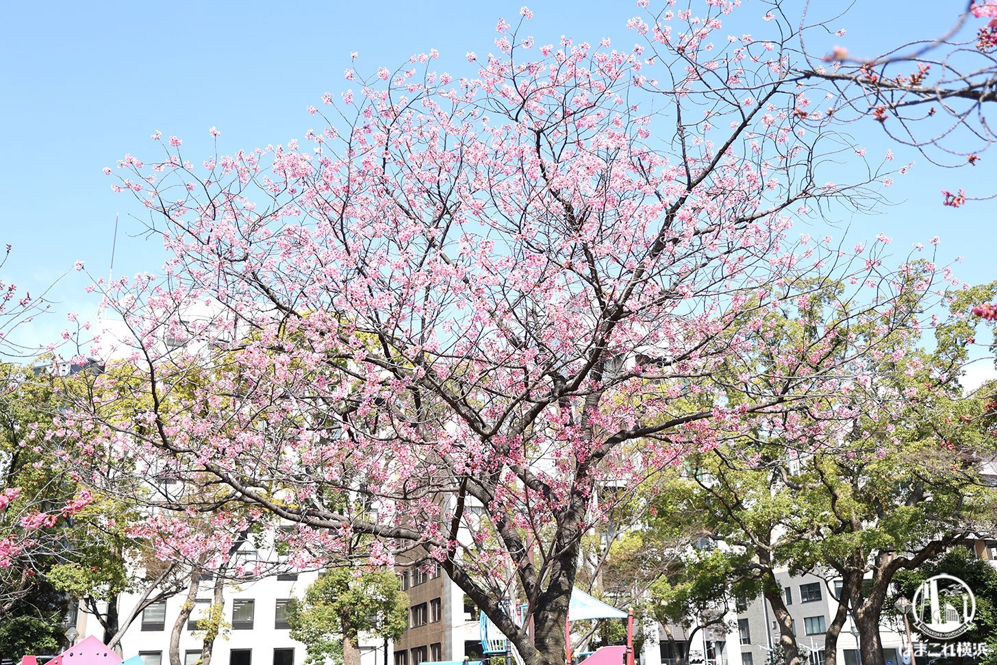 横浜公園の横浜緋桜（ヨコハマヒザクラ）咲き誇る景色に心華やぐ