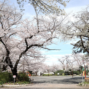 横浜のんびり桜めぐり〜御所山公園〜掃部山公園〜みなとみらいまで桜に染まるひととき