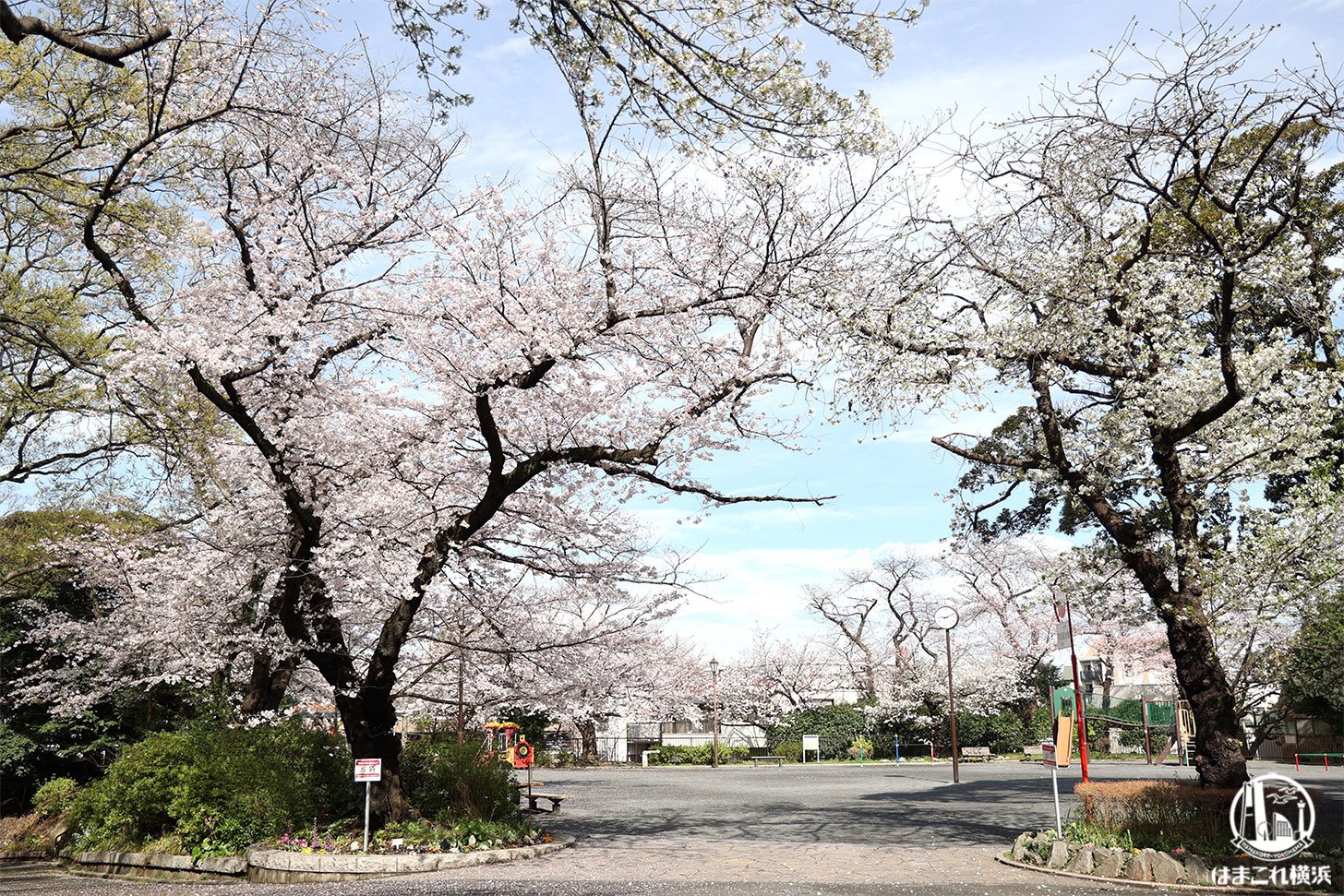 横浜のんびり桜めぐり 御所山公園〜掃部山公園〜みなとみらいまで桜を大満喫