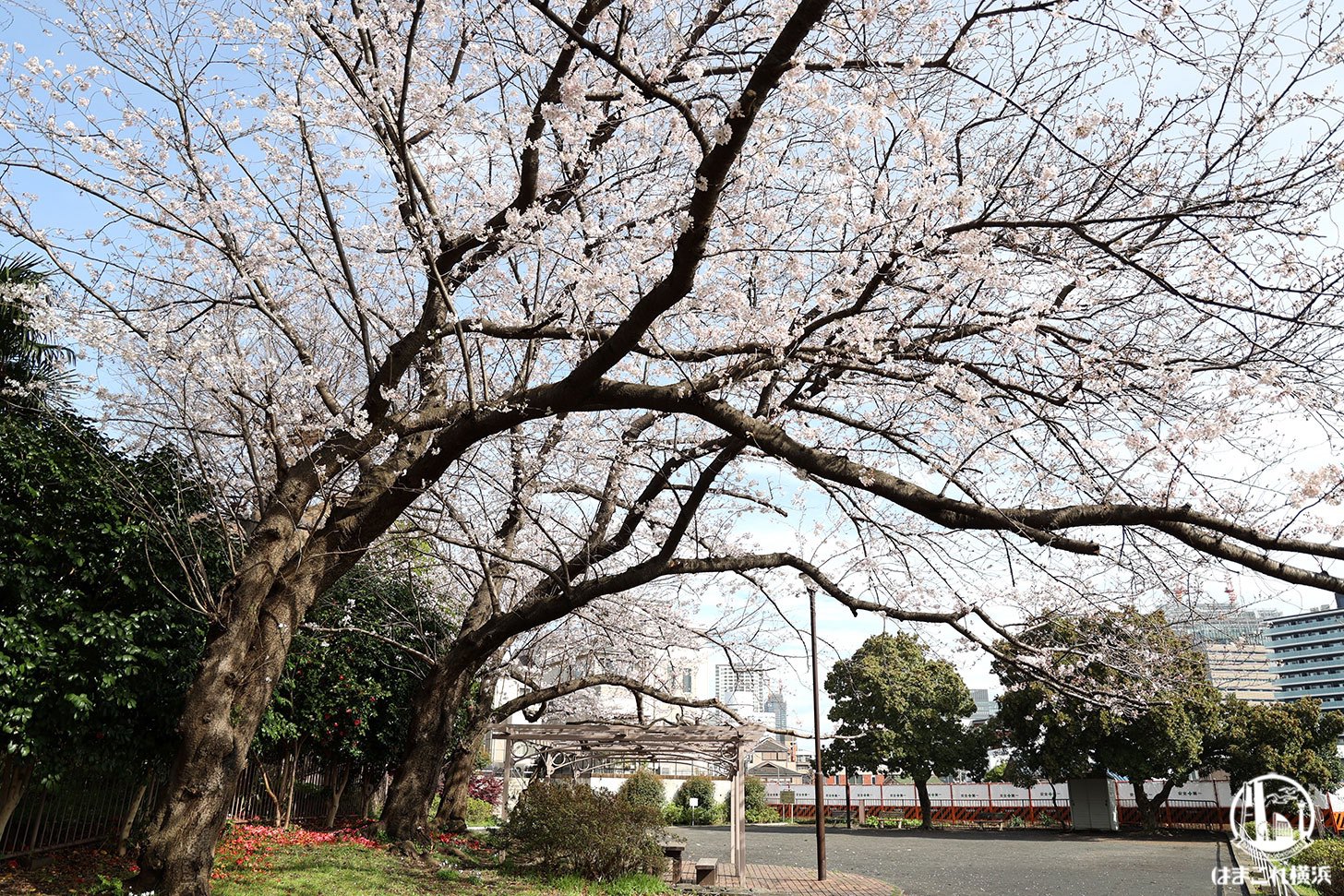 御所山公園の桜