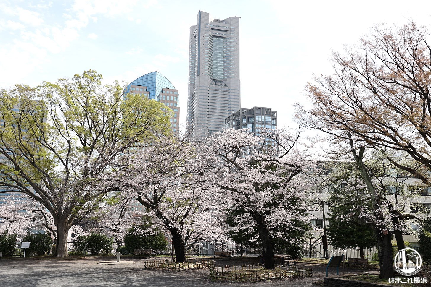 掃部山公園 山頂から見た桜と横浜ランドマークタワー