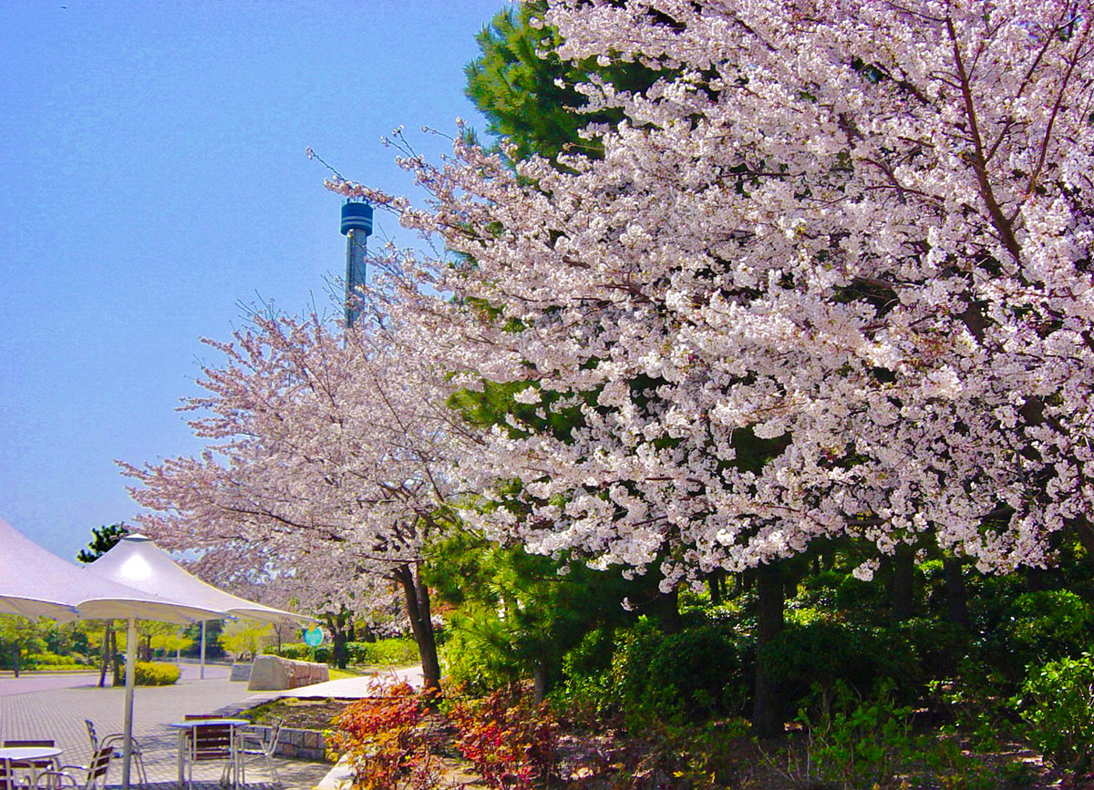 島内の桜