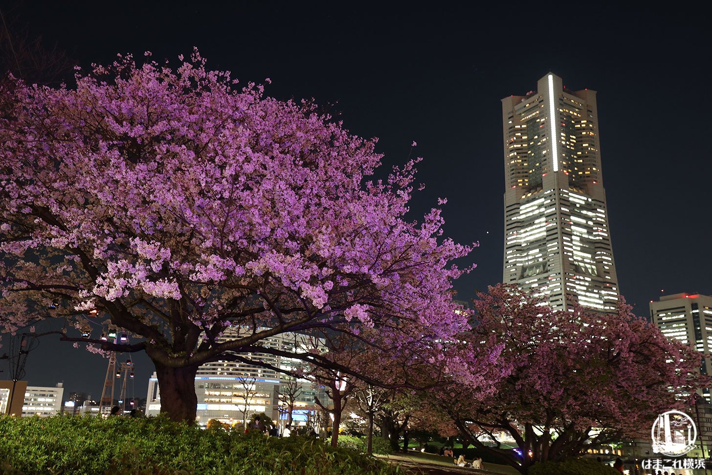 夜桜見 2025】京都の夜桜が美しいスポット｜桜ライトアップ特集 - KYOTO