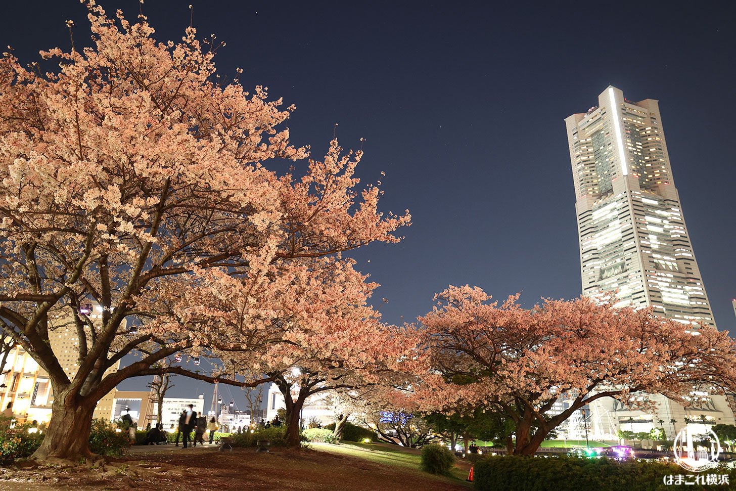横浜ランドマークタワーと夜桜