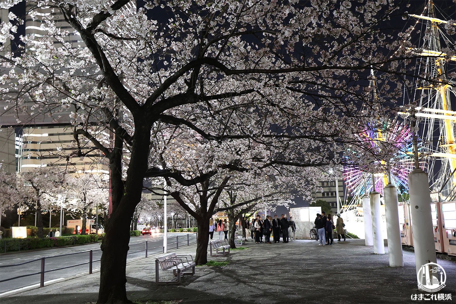 さくら通りの夜桜