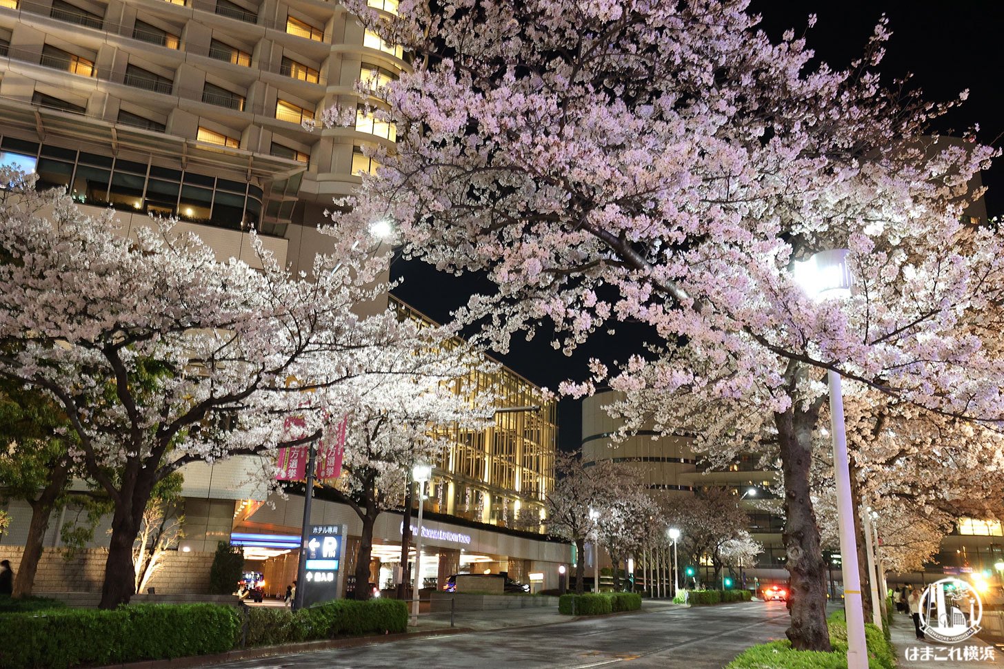 さくら通りの夜桜