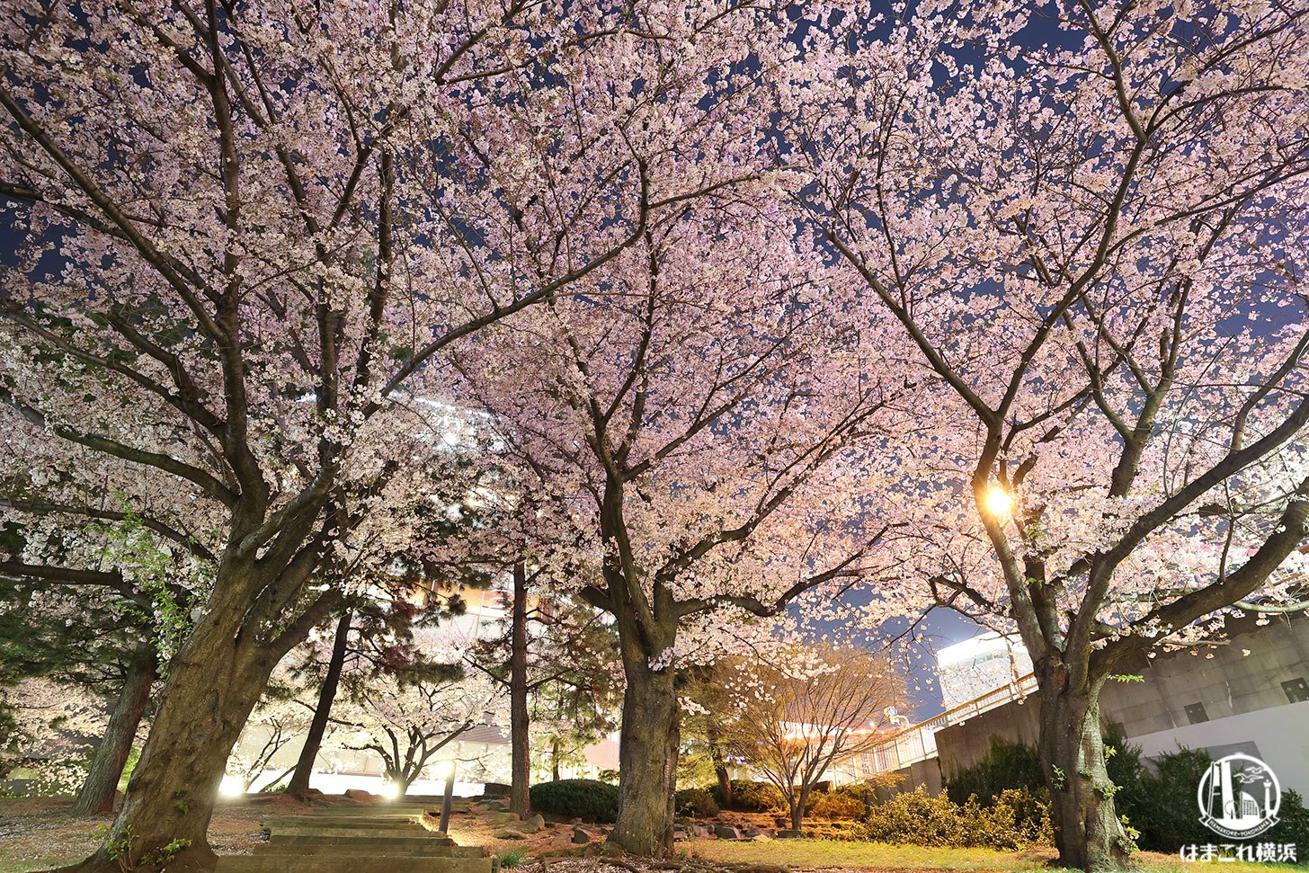 カップヌードルミュージアムパークの夜桜