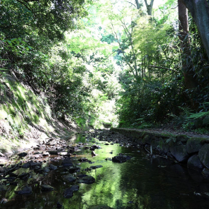 横浜・氷取沢市民の森で癒しのハイキング！小川流れる大自然と見晴らしのサプライズまで