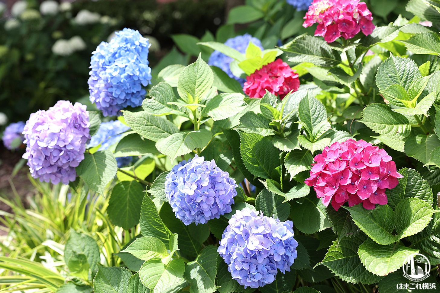 横浜・山下公園に紫陽花（あじさい）溢れる！見所スポット意外と多くて