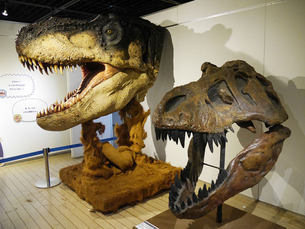 ティラノサウルス・レックスの頭