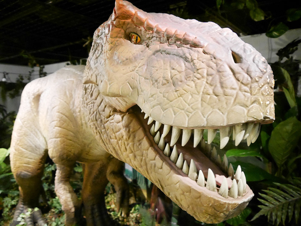 トリケラトプスの顎骨と歯 （検索：化石 ティラノサウルス） - その他