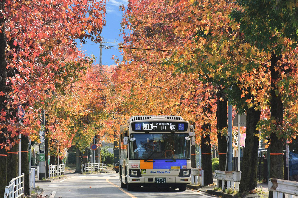 相鉄バス初のスマホで1日乗車券「秋のワンデーパス」発売！秋の行楽シーズンに乗り放題