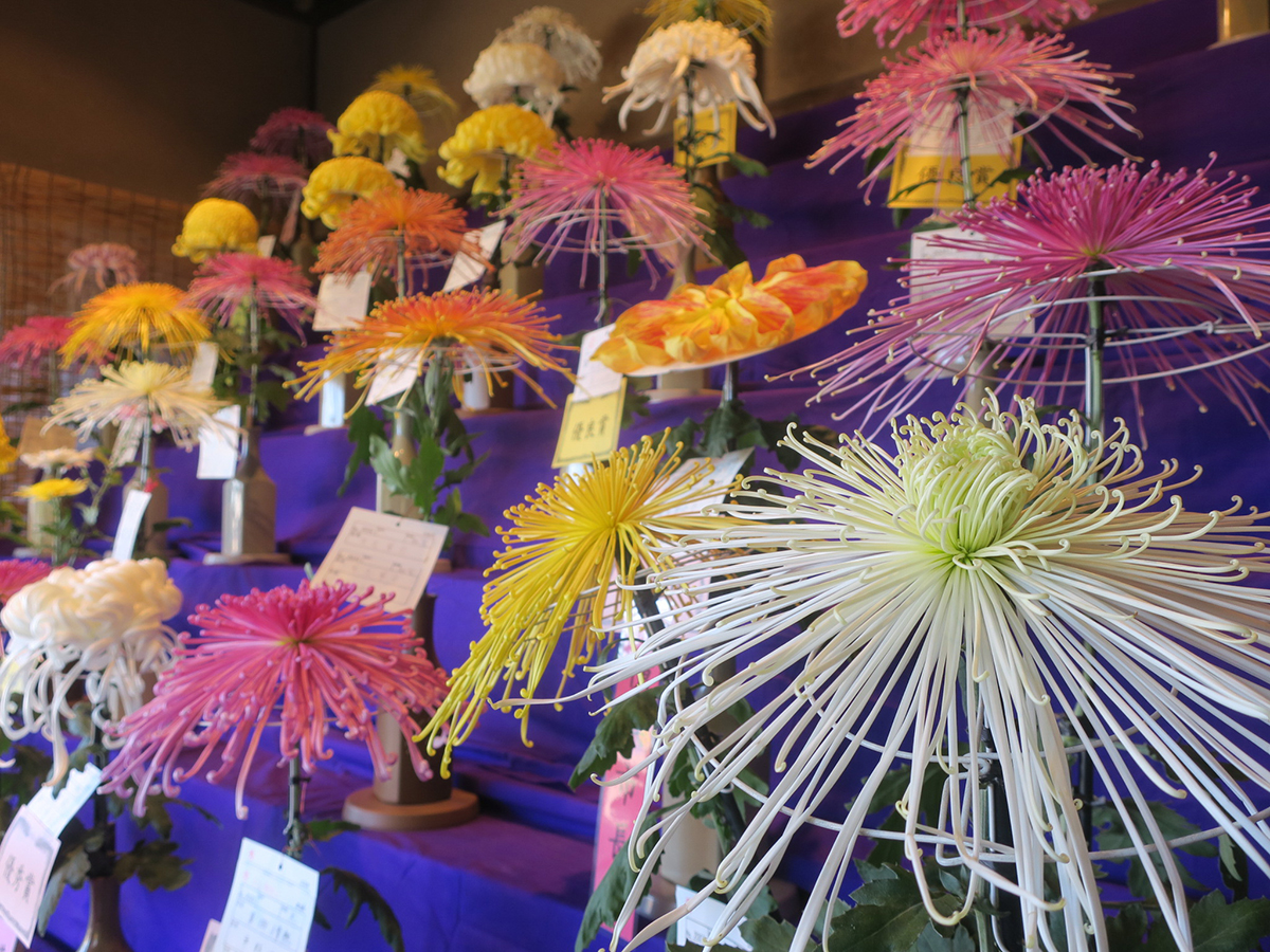 横浜・三溪園で市内最大規模の菊花展示会「菊花展」開催！