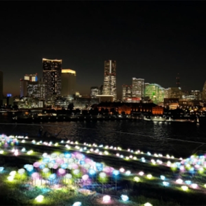 横浜港大さん橋で2023年イルミネーション開催！月の光とバラの淡い光を夜景とともに