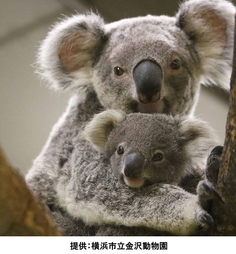 横浜市立金沢動物園 「コアラとゾウを観察しながらSDGsを学ぶ体験福袋」