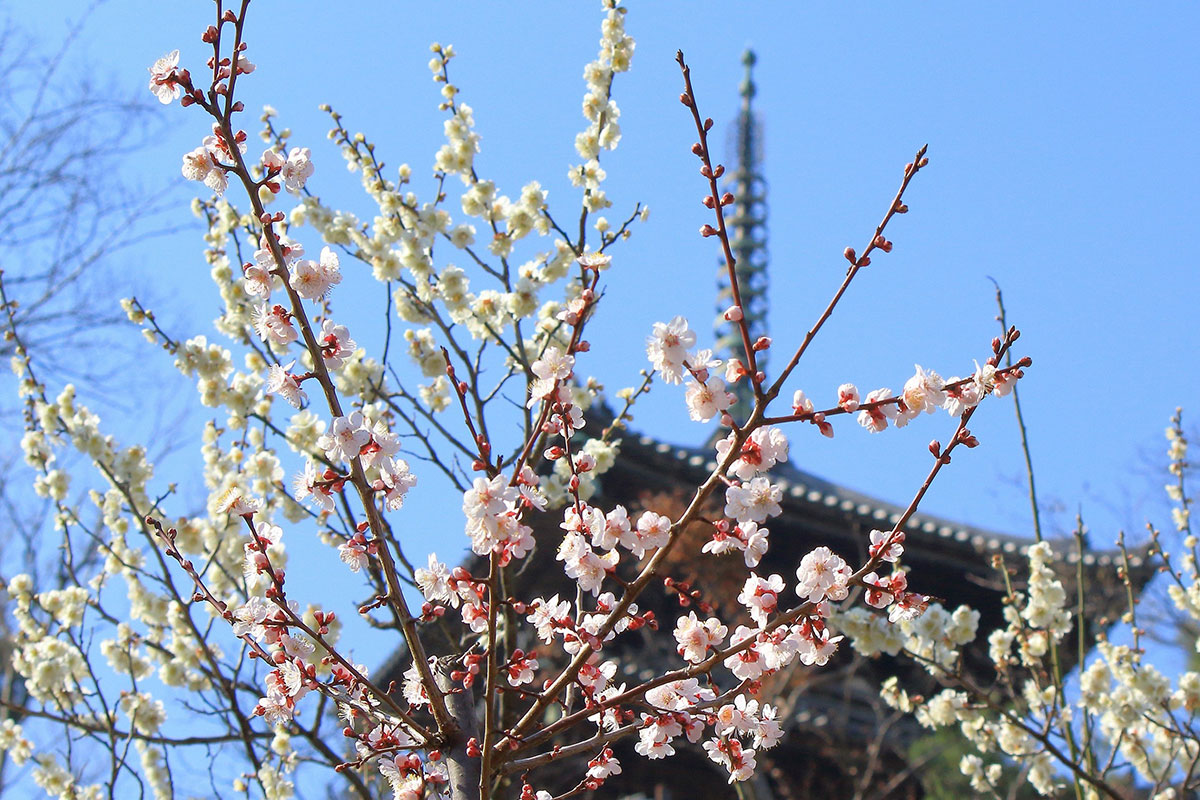 横浜・三溪園で梅のお花見「観梅会」開催！100年前の風情を梅の香りとともに