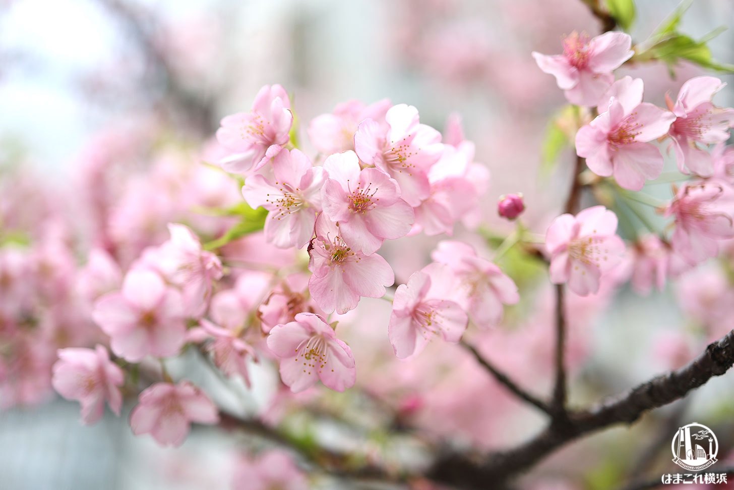 横浜みなとみらいで綺麗に咲く河津桜！2月にひと足早く春を感じて心晴れやかに