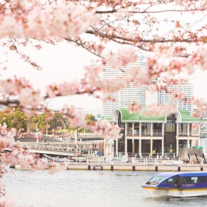 横浜のインターコンチネンタルホテル「桜クルーズ」水上から優雅にお花見！春を味わうプラン多数