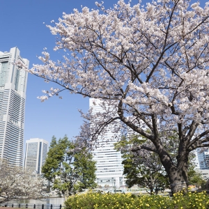 ガーデンネックレス横浜2024年も開催決定！桜・チューリップ・バラと季節の花々リレー
