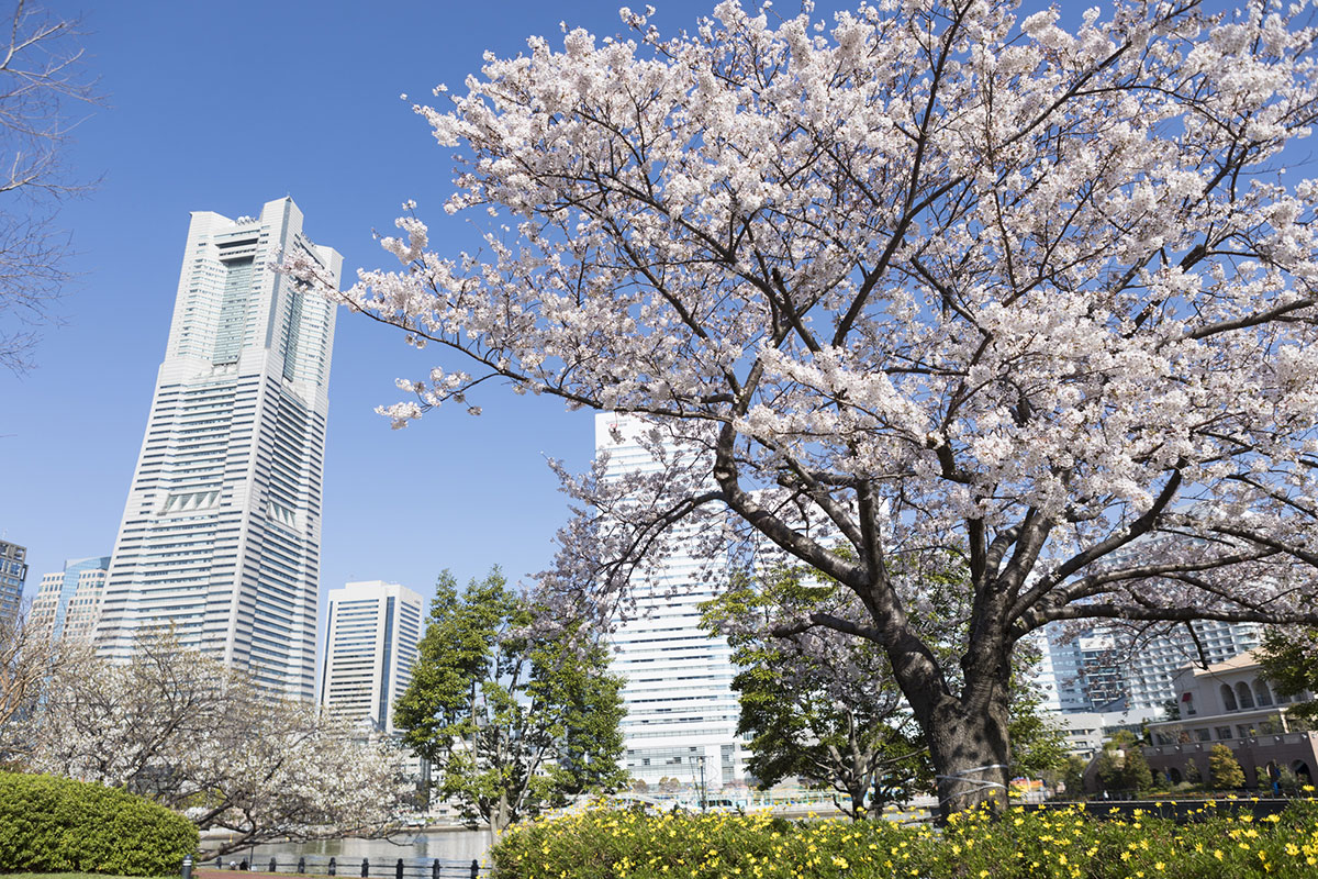 ガーデンネックレス横浜2024年も開催！桜・チューリップ・バラと季節の花々リレー観賞